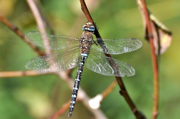 Les incectes, papillons, libellules et autres