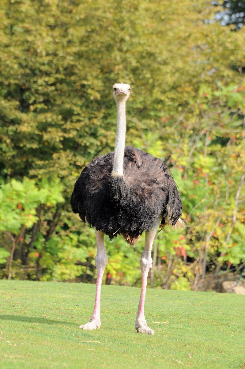 Autruche-78321.jpg